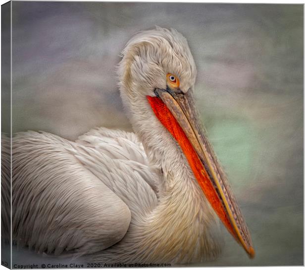 Portrait of a Pelican Canvas Print by Caroline Claye