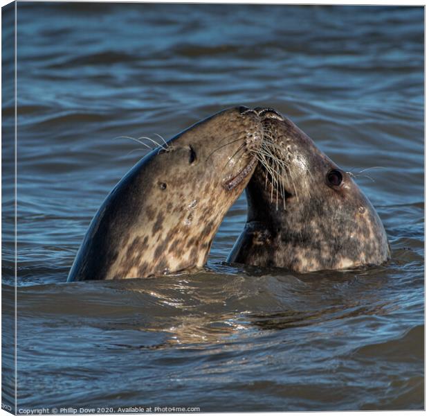 Seals...with a kiss Canvas Print by Phillip Dove LRPS