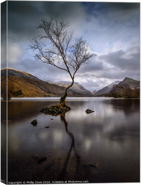 Lone Tree at Llyn Padarn, Snowdonia Canvas Print by Phillip Dove LRPS
