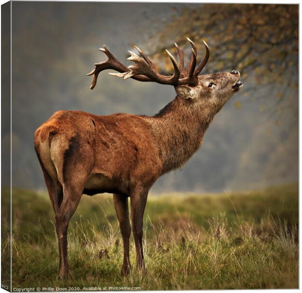 Rutting Stag calling Canvas Print by Phillip Dove LRPS