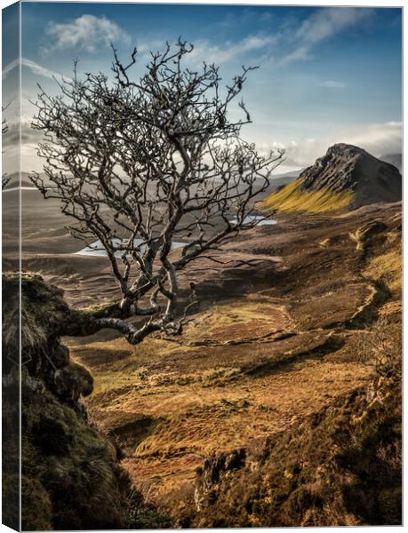 Quiraing hanging tree Canvas Print by Phillip Dove LRPS