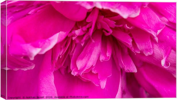Close-up of Peony Blossom Canvas Print by Nathan Bickel