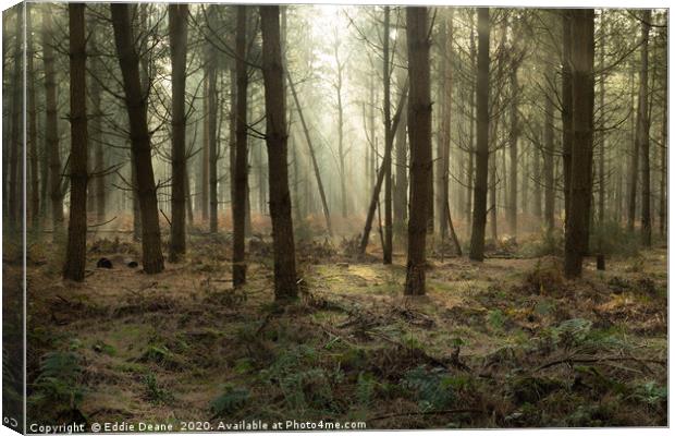 Forest mist Canvas Print by Eddie Deane
