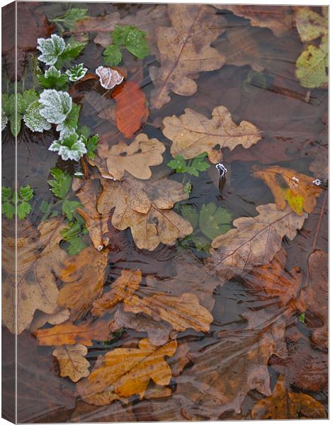 Frozen Autumn Leaves Canvas Print by Andrew Bradshaw