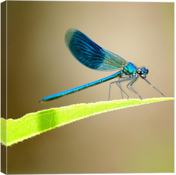 Blue Banded Damselfly Canvas Print by Andrew Bradshaw