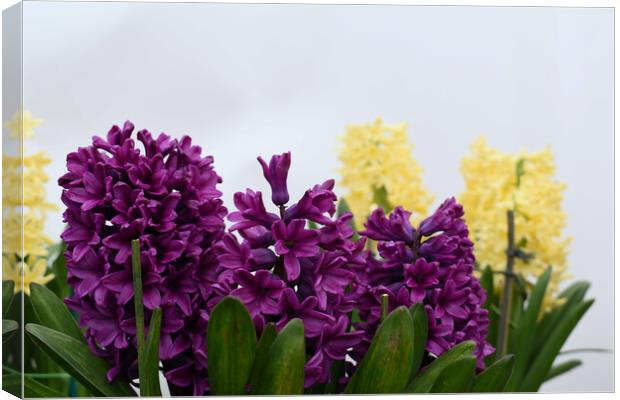 Purple and yellow hyacinth flowers Canvas Print by Theo Spanellis