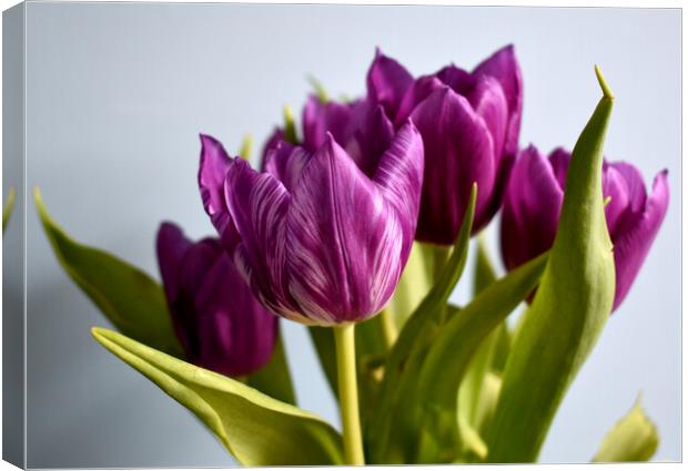Purple tulips with white stripes Canvas Print by Theo Spanellis