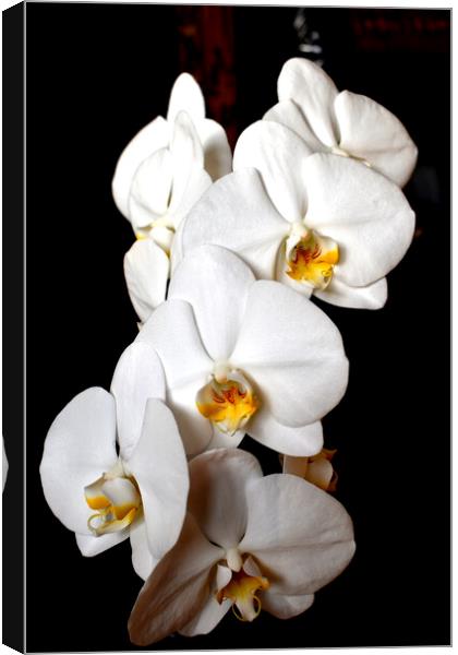 Orchid white flowers Canvas Print by Theo Spanellis