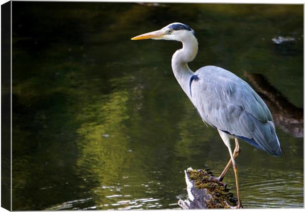 Grey heron in the pond Canvas Print by Theo Spanellis