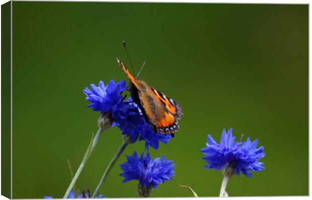 Orange butterfly on blue flowers Canvas Print by Theo Spanellis