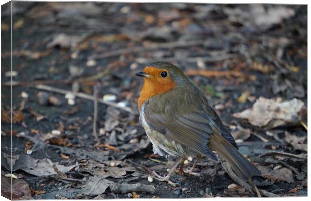 A robin on the ground Canvas Print by Theo Spanellis