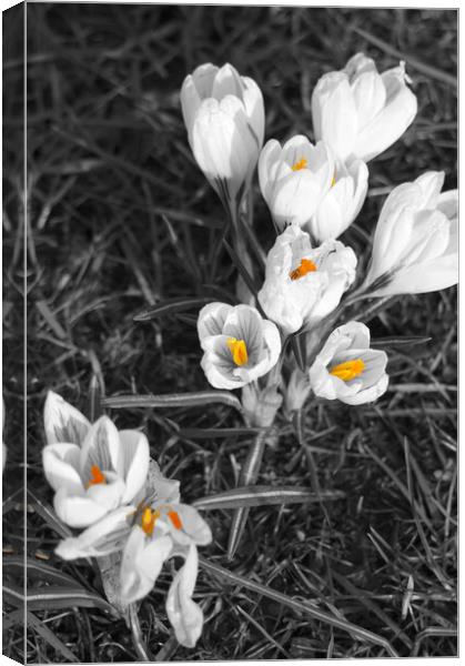 White crocuses Canvas Print by Theo Spanellis