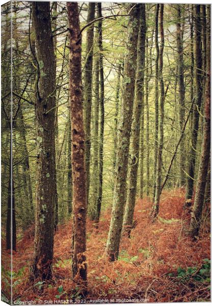 Tall trees and bracken Canvas Print by Sue HASKER