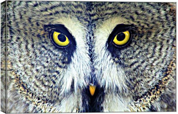 GREAT GREY OWL Canvas Print by Sue HASKER