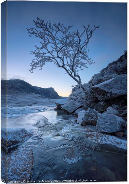 The lone tree, Glencoe, Highlands, Scotland. Canvas Print by Scotland's Scenery