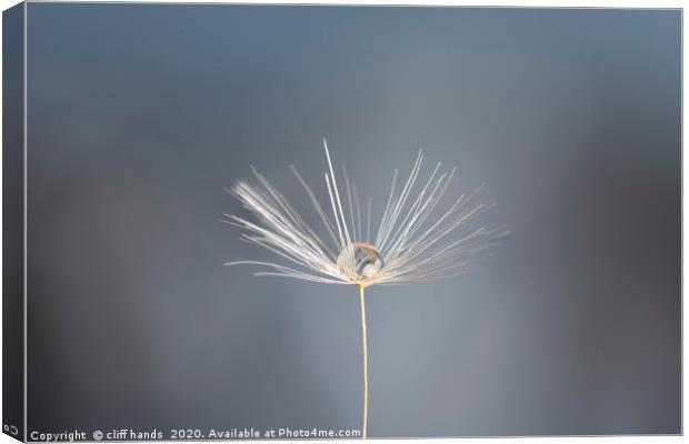 dandelion dew drop Canvas Print by Scotland's Scenery