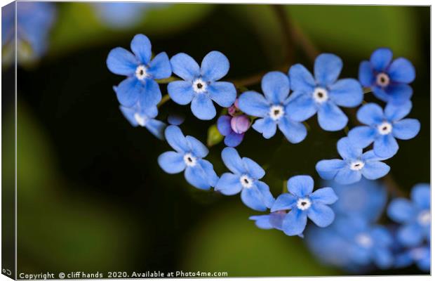 Forget me not Canvas Print by Scotland's Scenery
