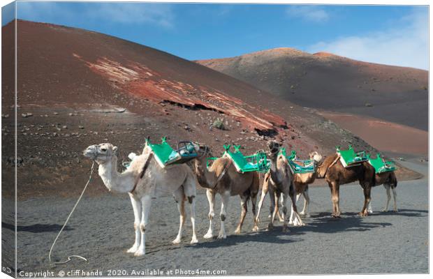 camels in lanzarote  Canvas Print by Scotland's Scenery