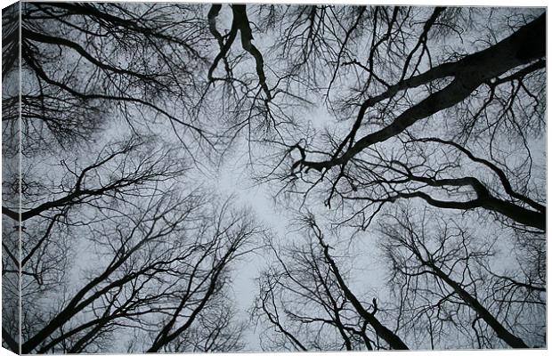 Root or Branch  Canvas Print by Simon Griffiths