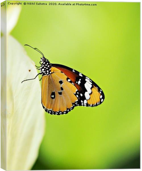 Plain Tiger Butteryfly Canvas Print by Nik Photonik