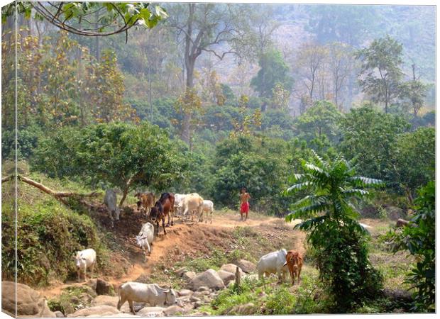 Herding Cattle in the jungles of Thailand Canvas Print by Christopher Stores