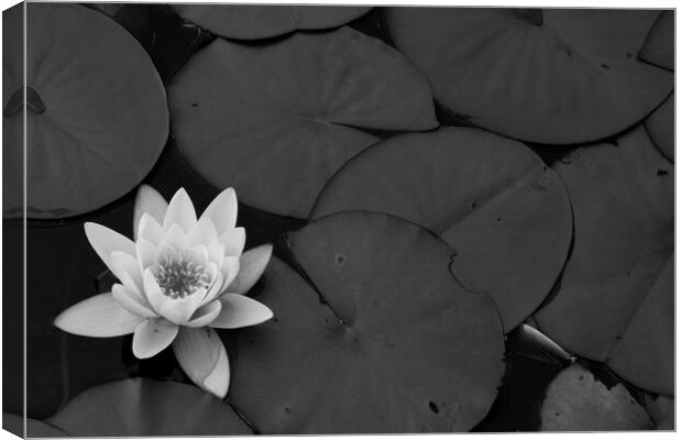 Black and White Lily Canvas Print by Christopher Stores