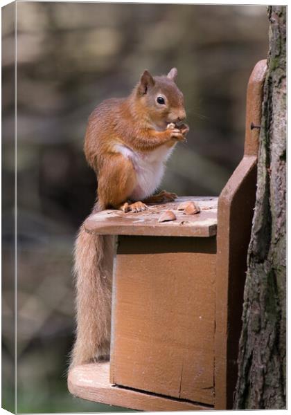 Red Squirrel Canvas Print by Christopher Stores