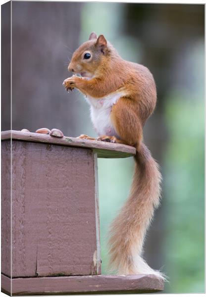 Red Squirrel Canvas Print by Christopher Stores