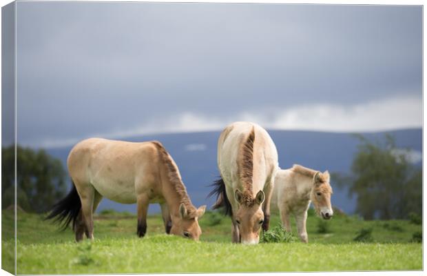 Wild Horses Grazing Canvas Print by Christopher Stores