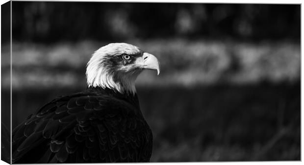 Black and White Bald Eagle Canvas Print by Christopher Stores