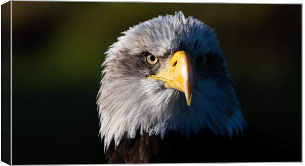 Bald Eagle Canvas Print by Christopher Stores