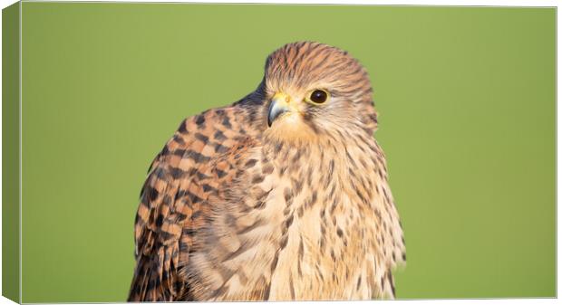 Kestrel Canvas Print by Christopher Stores