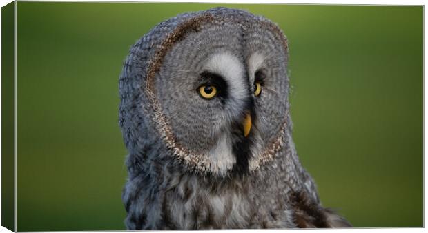 Great Grey Owl Canvas Print by Christopher Stores