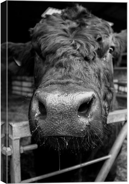 The Bull's Nose Canvas Print by Christopher Stores