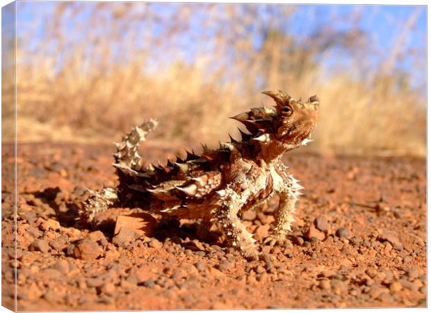 Thorny Devil at Uluru Canvas Print by Christopher Stores