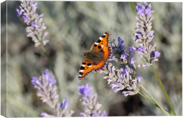 Red Admiral Butterfly on lavender  Canvas Print by Christopher Stores