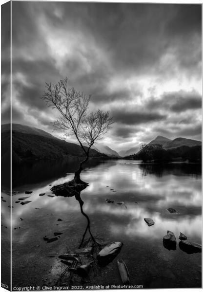 Iconic Welsh Tree in Monochromatic Landscape Canvas Print by Clive Ingram