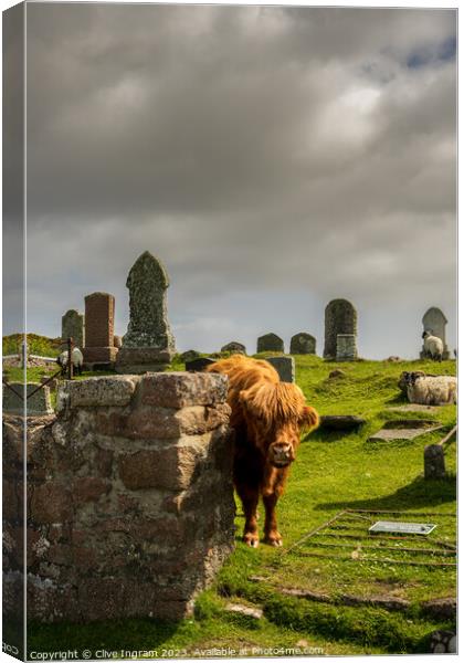 The grave case of the highland coo Canvas Print by Clive Ingram