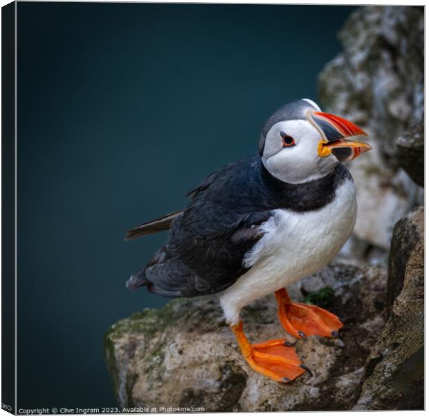 Portrait of a puffin Canvas Print by Clive Ingram