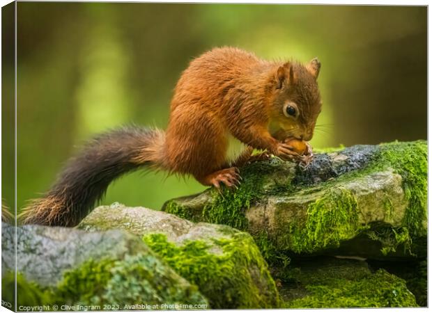 A red squirrel feasting Canvas Print by Clive Ingram