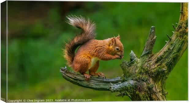 A squirrel on a branch Canvas Print by Clive Ingram