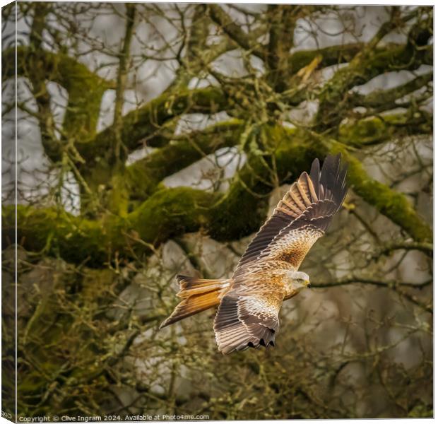 Red kite in the woods Canvas Print by Clive Ingram