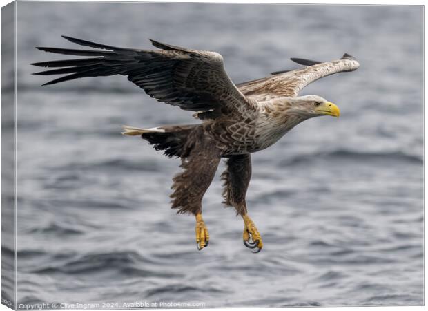 White tailed sea eagle skims the waves Canvas Print by Clive Ingram