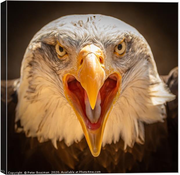 Bald Eagle Canvas Print by Peter Boazman