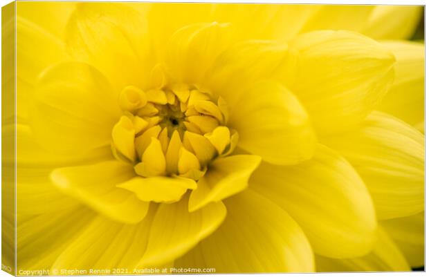 A close up of a yellow Dahlia flower Canvas Print by Stephen Rennie