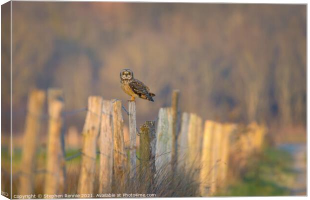 Short-eared owl perching in French countryside at dusk Canvas Print by Stephen Rennie