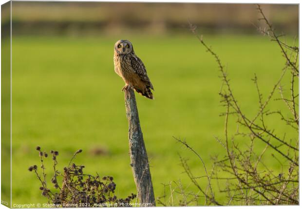 Owl on wooden post in last rays of sunlight Canvas Print by Stephen Rennie