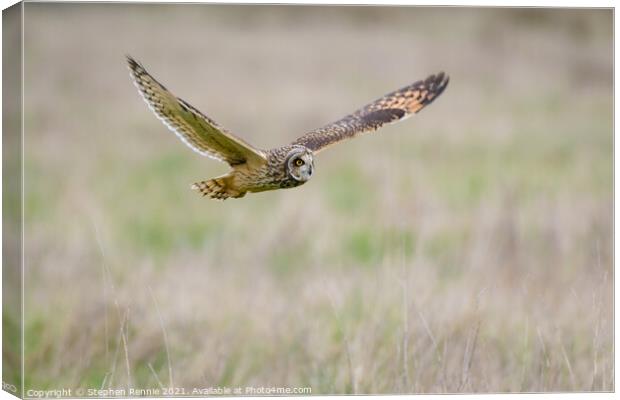 Short eared Owl flying over grass field Canvas Print by Stephen Rennie