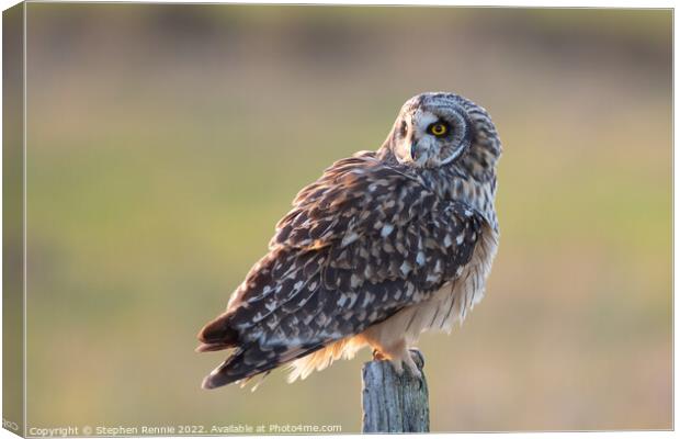 Short-eared owl Canvas Print by Stephen Rennie