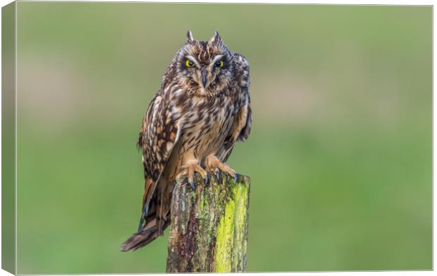 Short-eared owl showing ear-tufts Canvas Print by Stephen Rennie